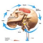 ecm-fisioterapia-corso-res-50-crediti-corso-alta-formazione-nst