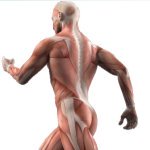 ecm-fisioterapia-corso-res-50-crediti-master-smarterehab