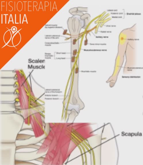 articolazione spalla