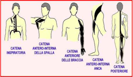 rieducazione posturale muscalre