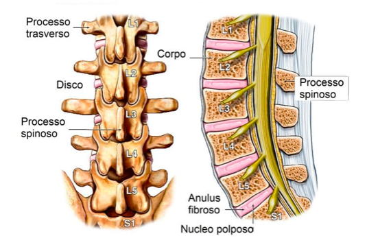 anatomia della colonna cosa cambia