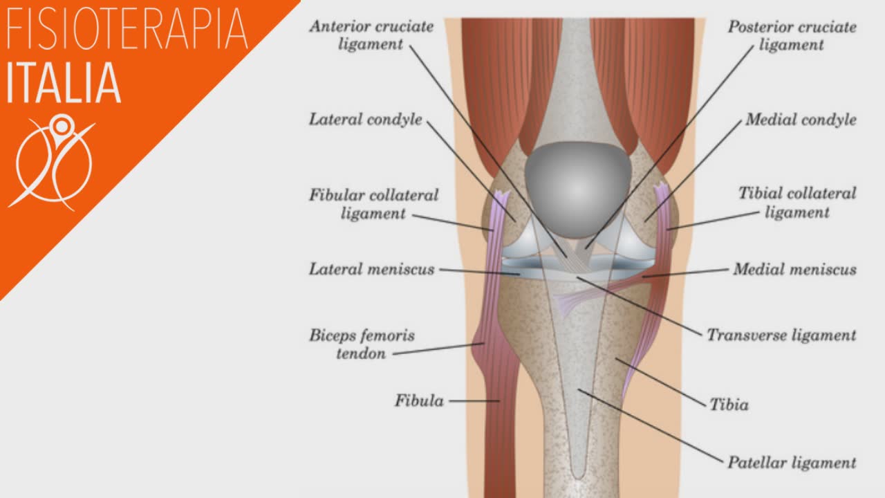 anatomia del ginocchio