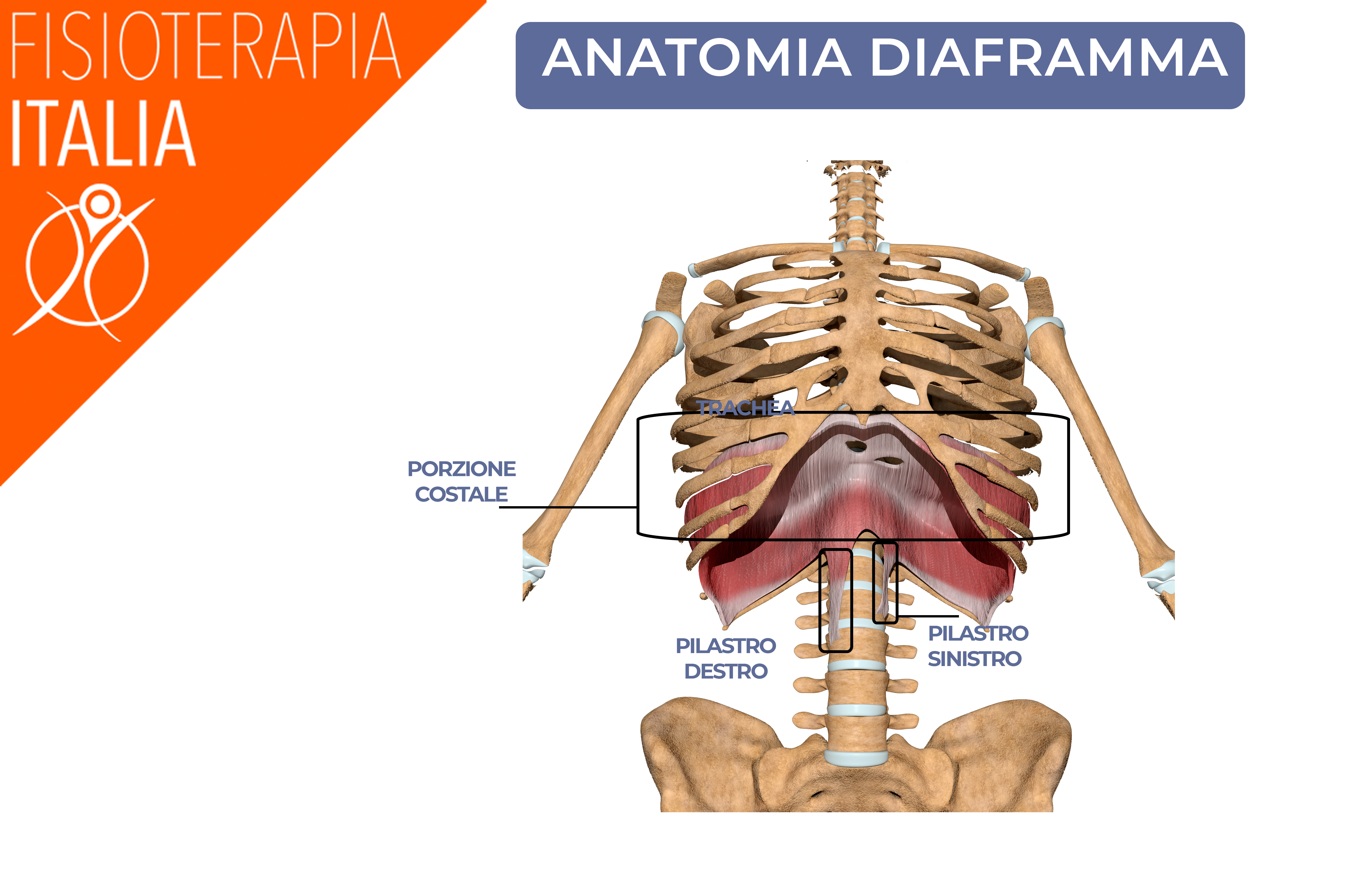 anatomia diaframma