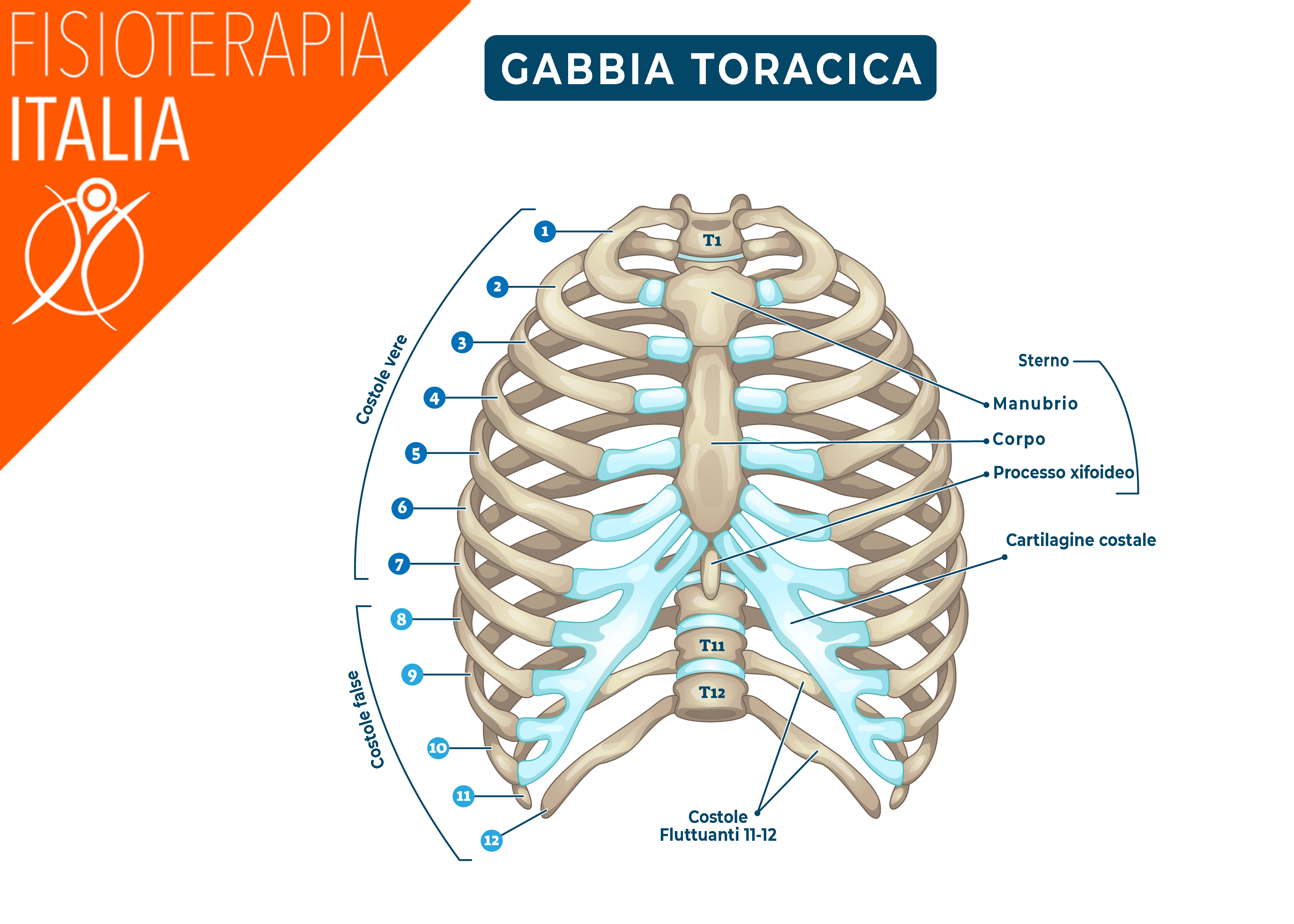 anatomia gabbia toracica