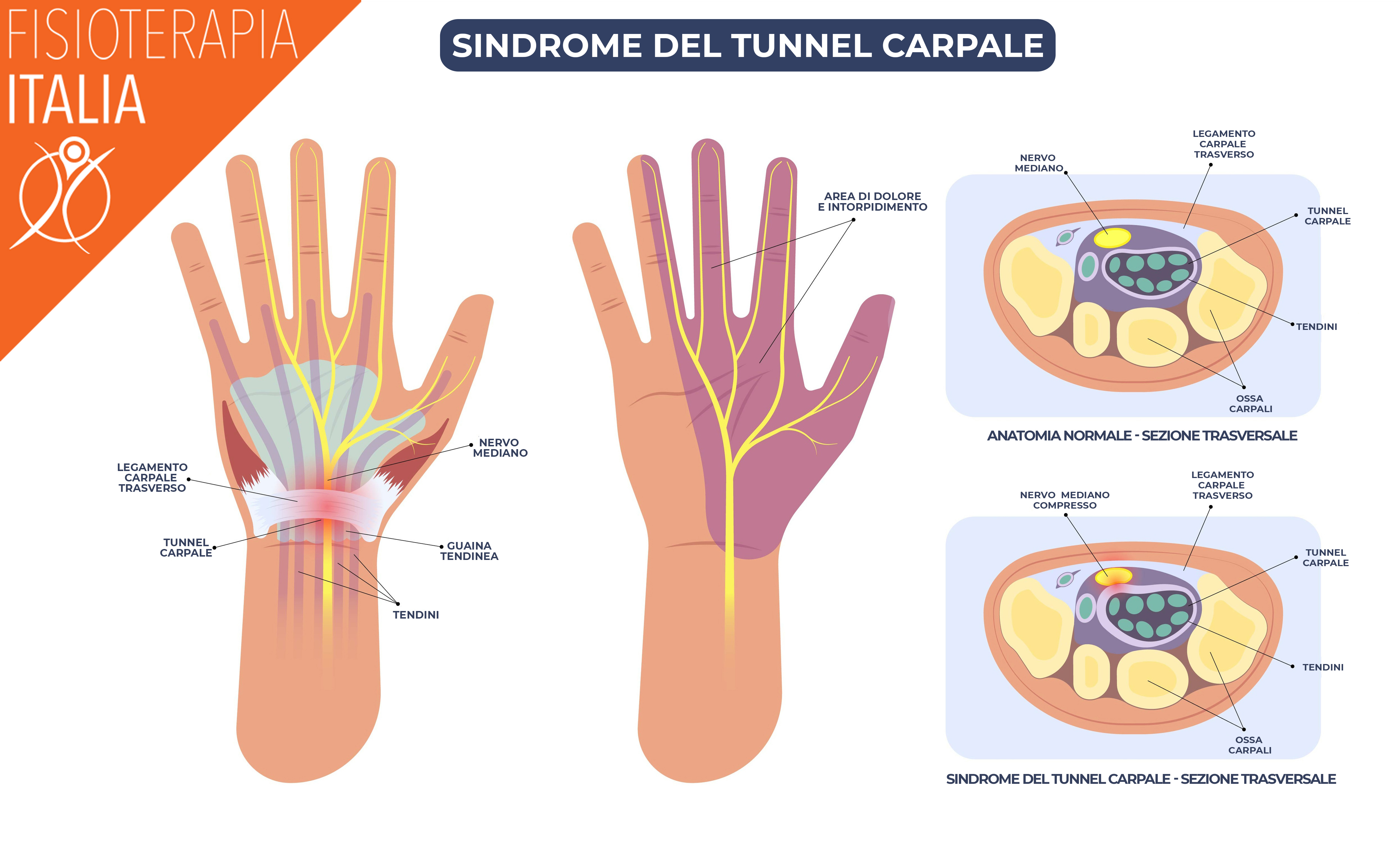 anatomia polso