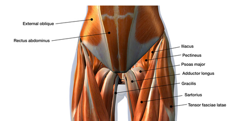 pubalgia anatomia muscolare del pube