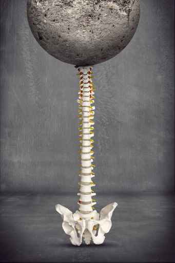 colonna vertebrale