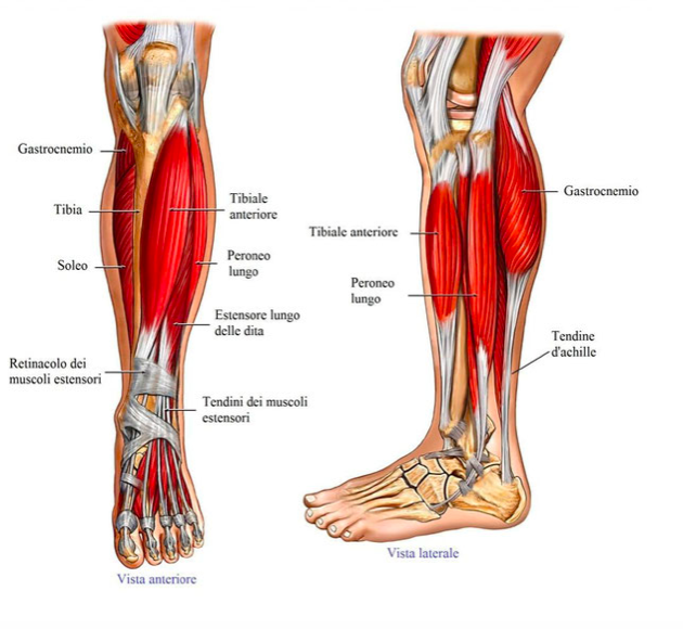 dolori alle gambe a 50 anni)