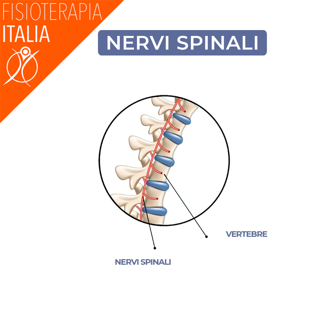 schiena nervi spinali