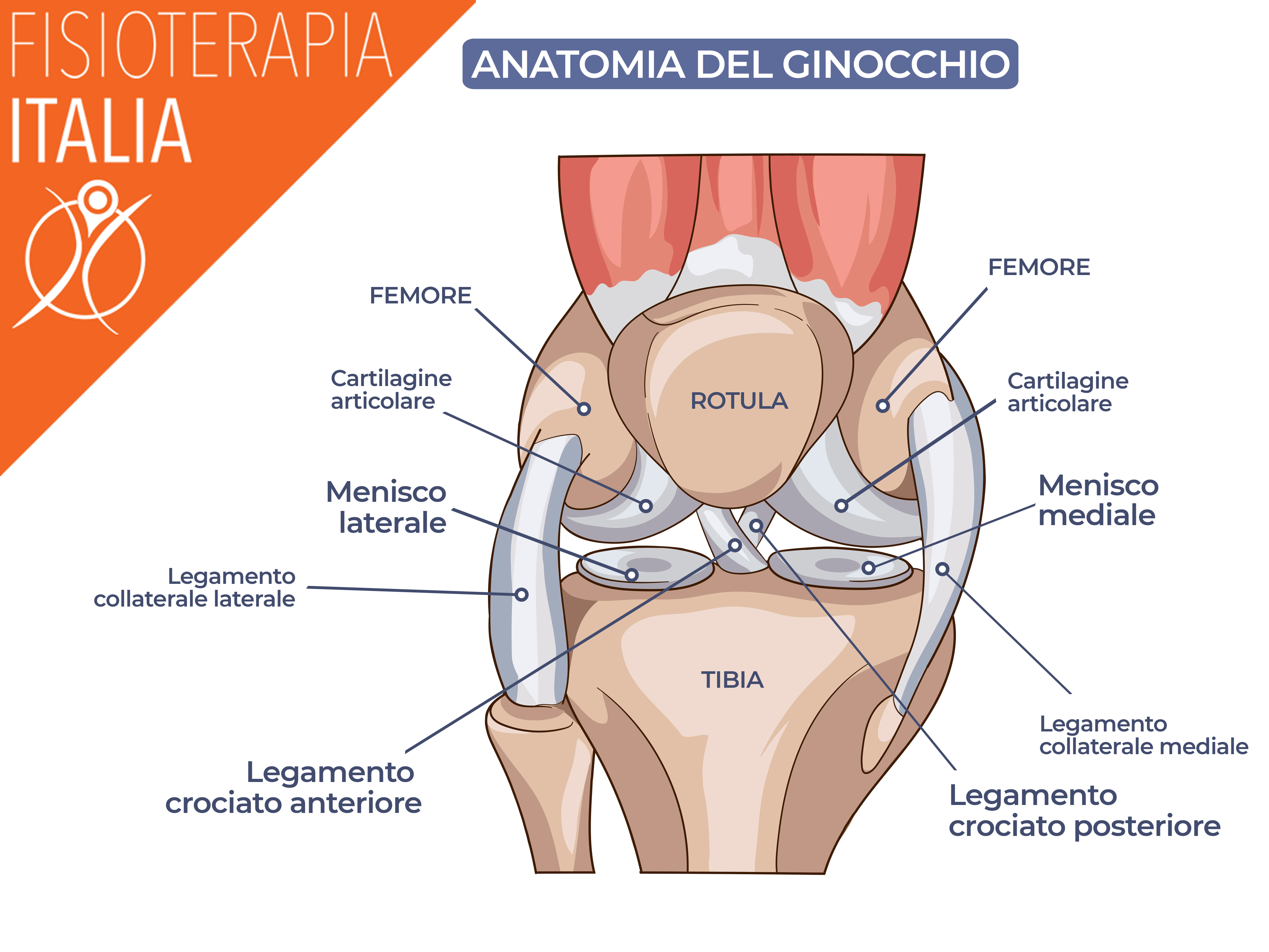 ginocchio anatomia