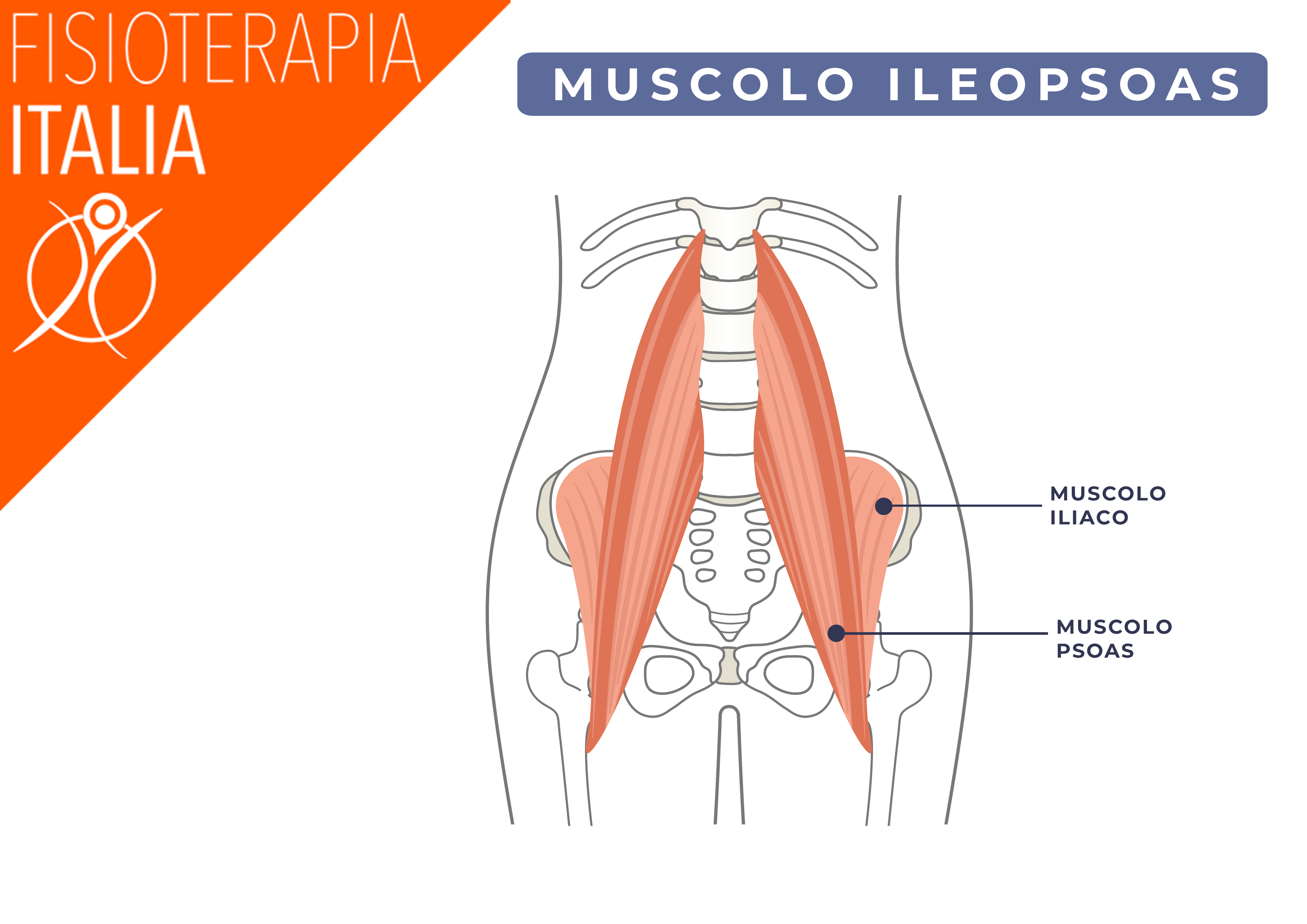 ileopsoas dove si trova come funziona