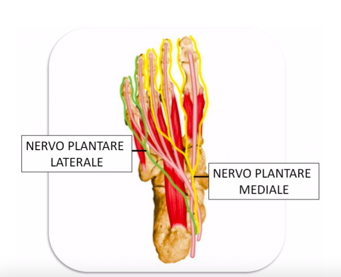 nervo intrappolato i rimedi fisioterapici