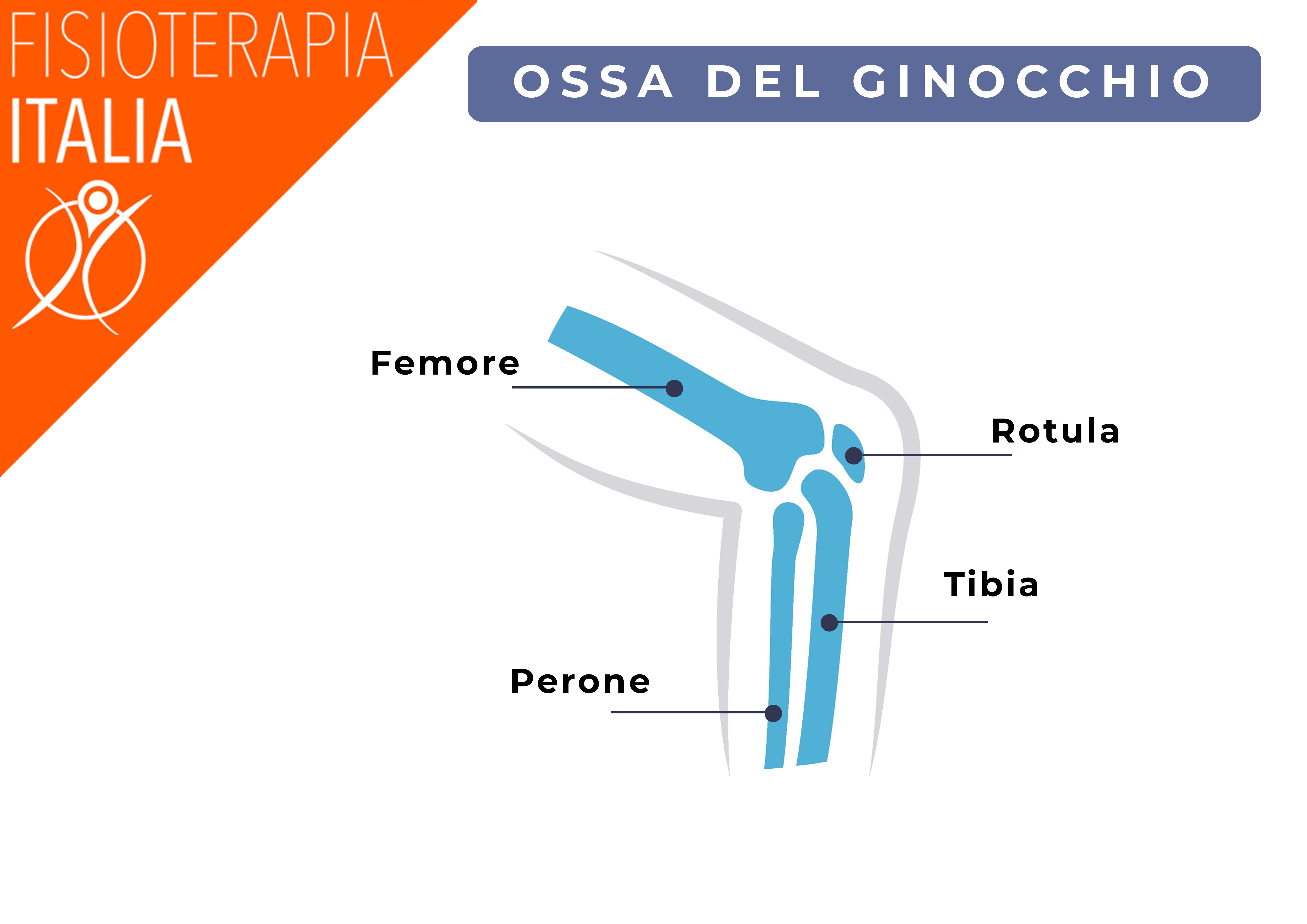 ossa del ginocchio