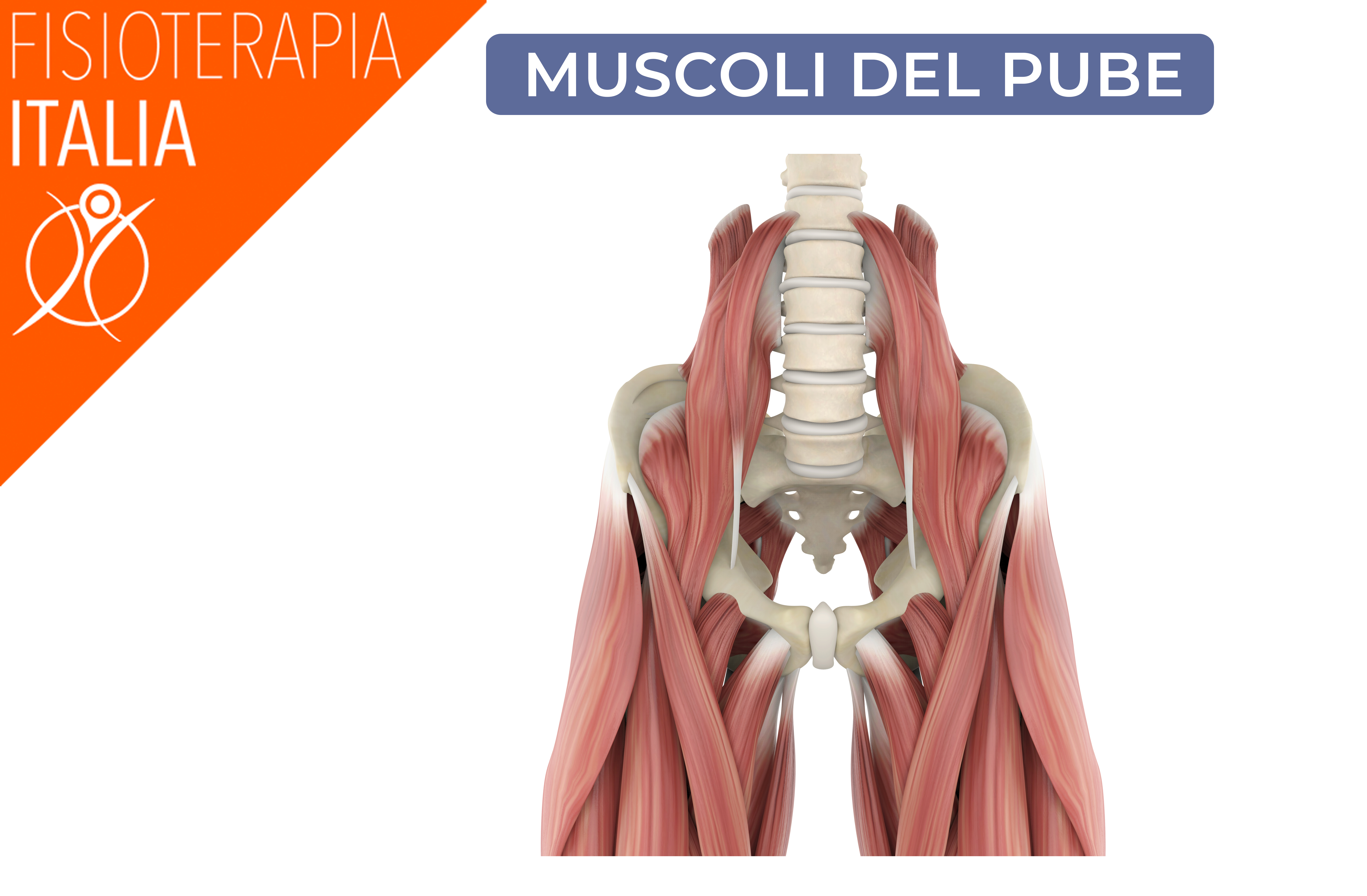pubalgia in gravidanza dolore e sintomi