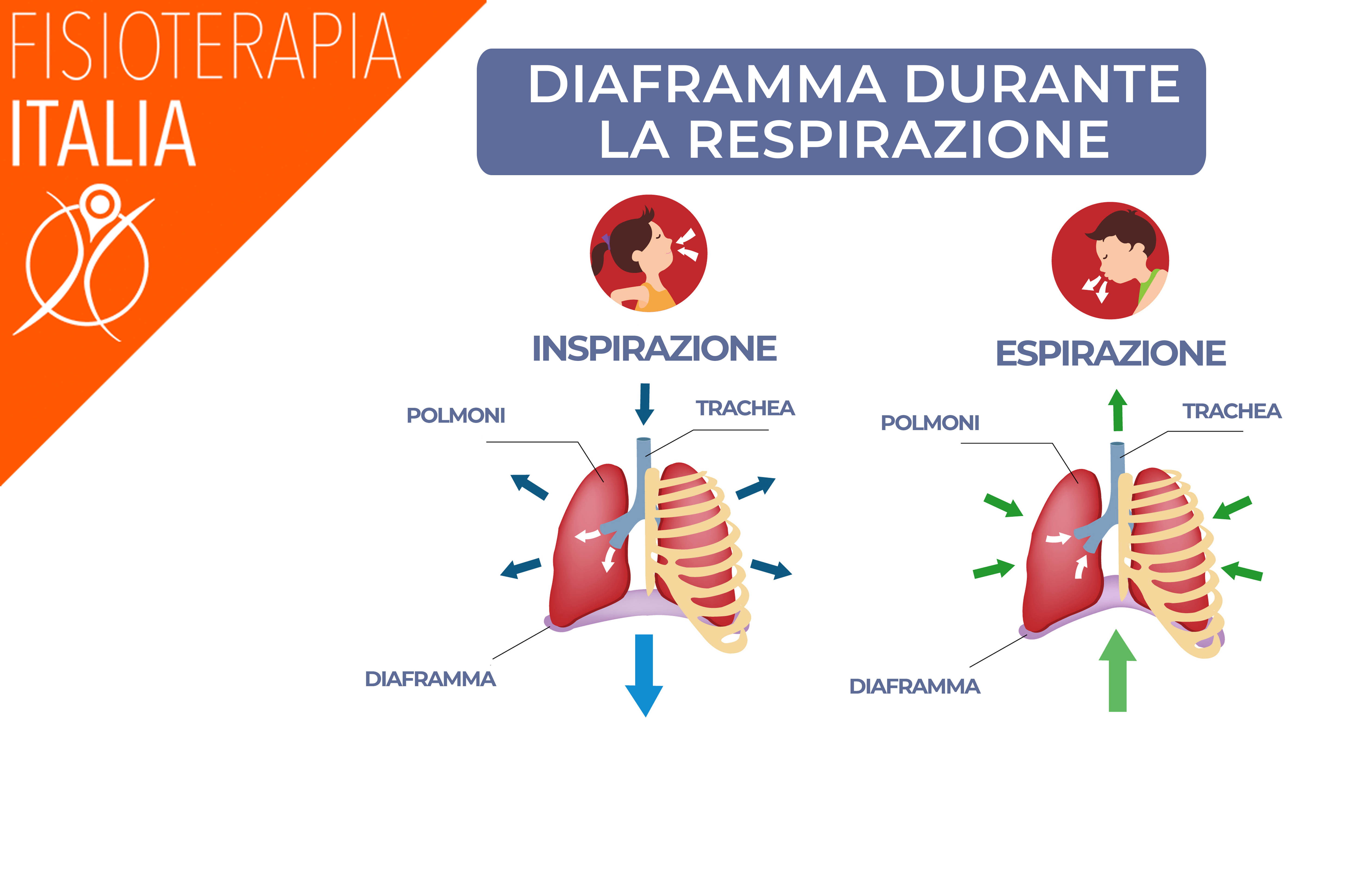 ruolo del diaframma 