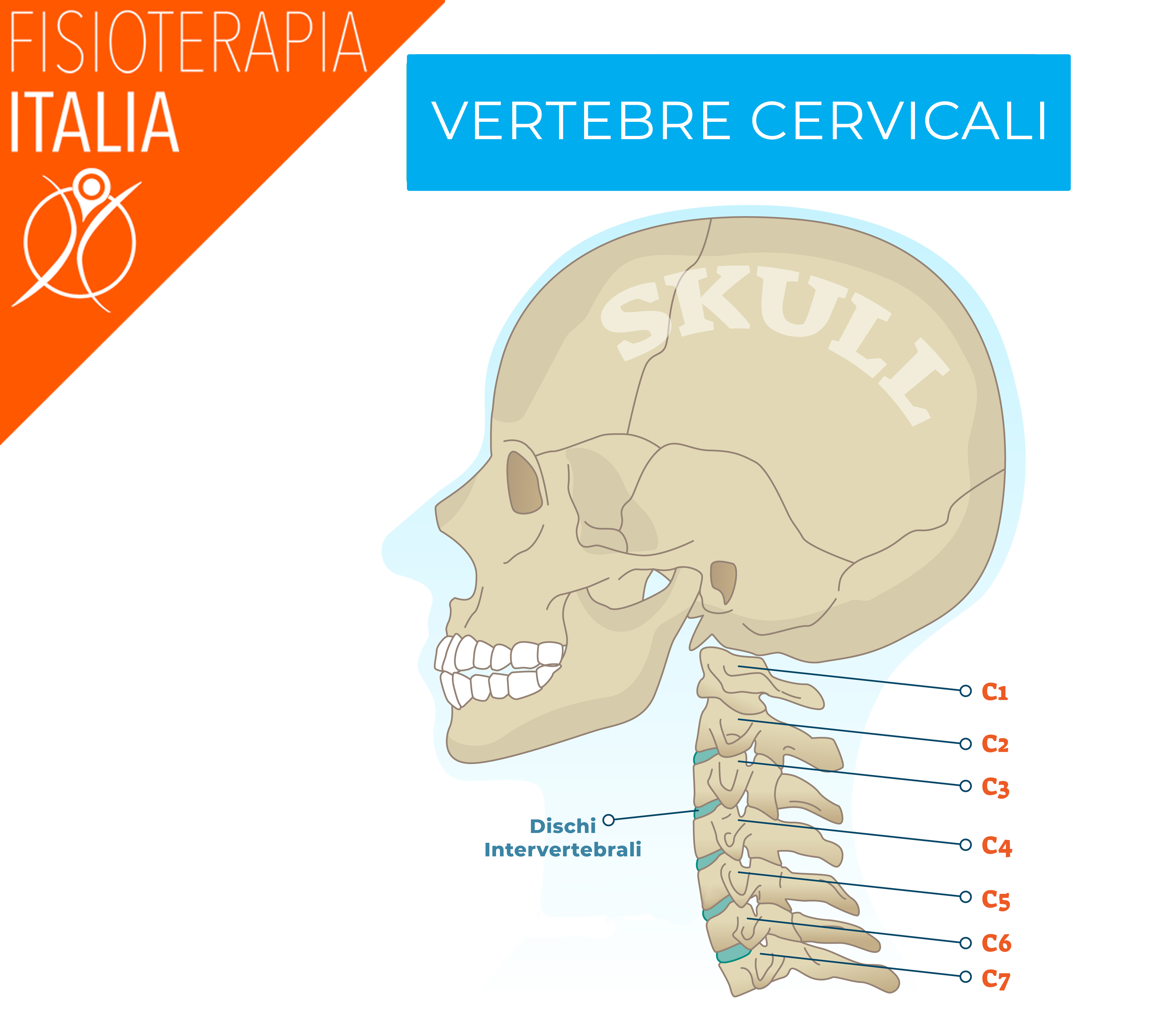 vertebre cervelli