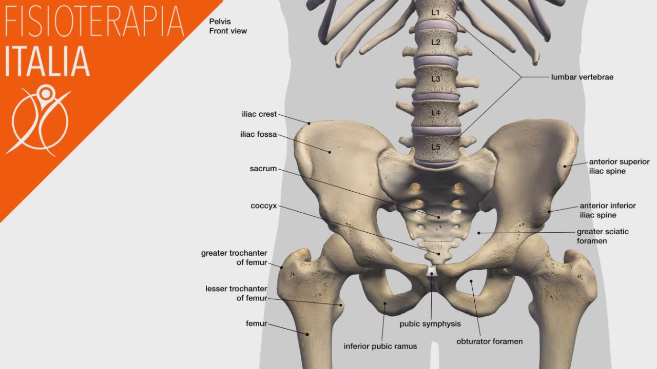 anatomia anca