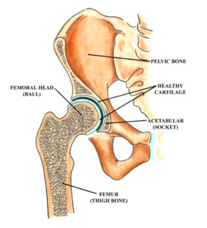 anatomia anca