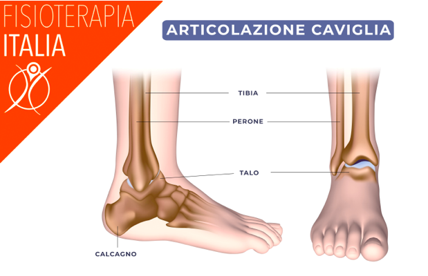 anatomia caviglia
