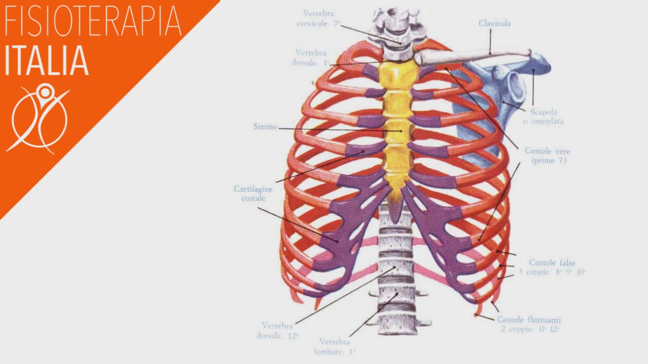 Dolori intercostali, Cosa sono I Rimedi e le Cure
