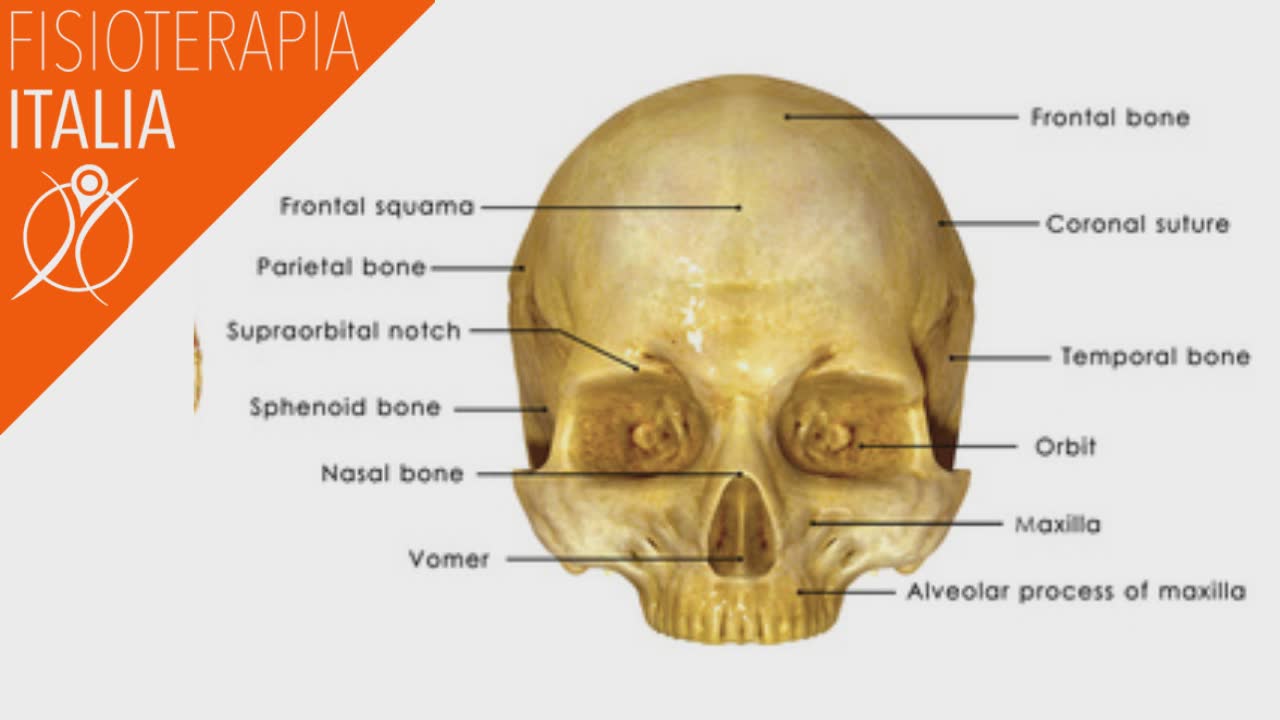 anatomia del cranio e le sue ossa