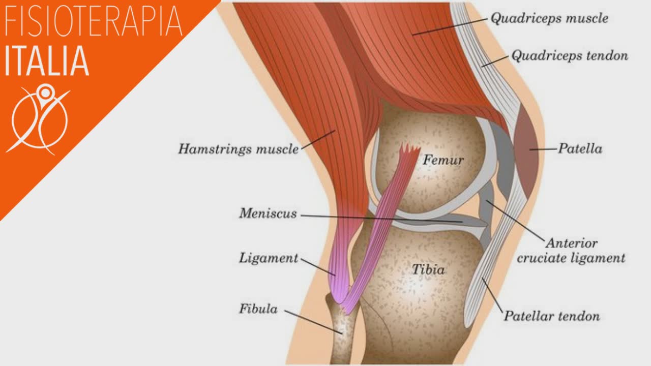 anatomia del ginocchio menischi e legamenti