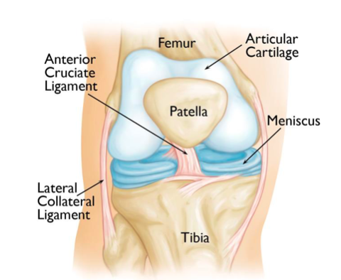 anatomia del ginocchio