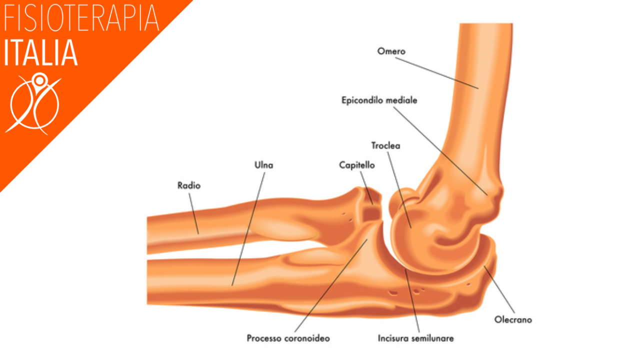 anatomia del gomito