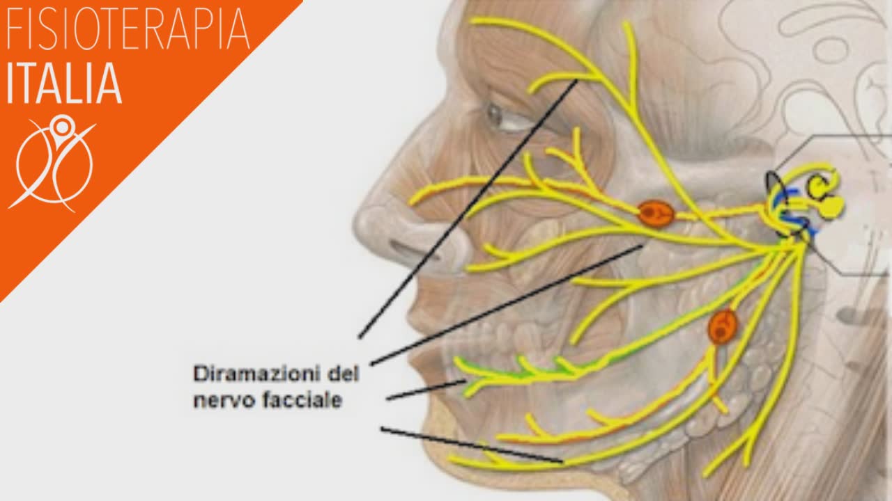 anatomia del nervo facciale