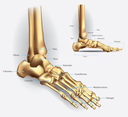 anatomia del piede e patologie associate