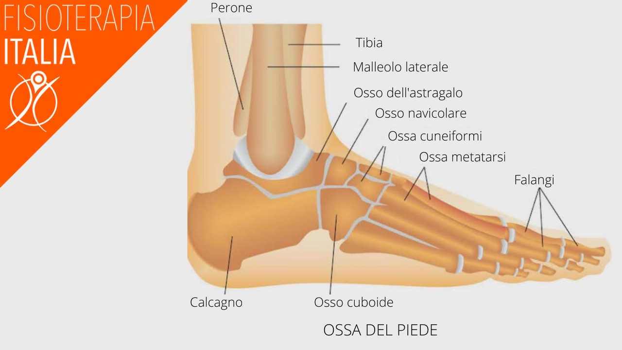 anatomia del piede le ossa