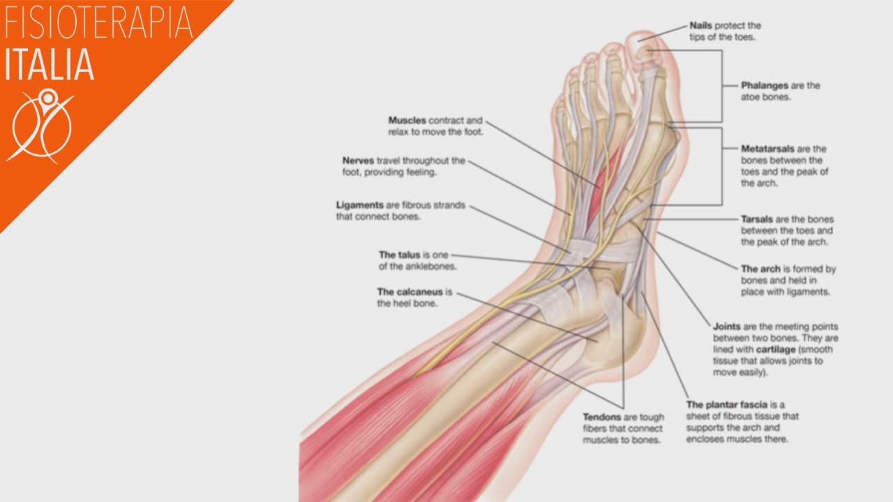 anatomia del piede