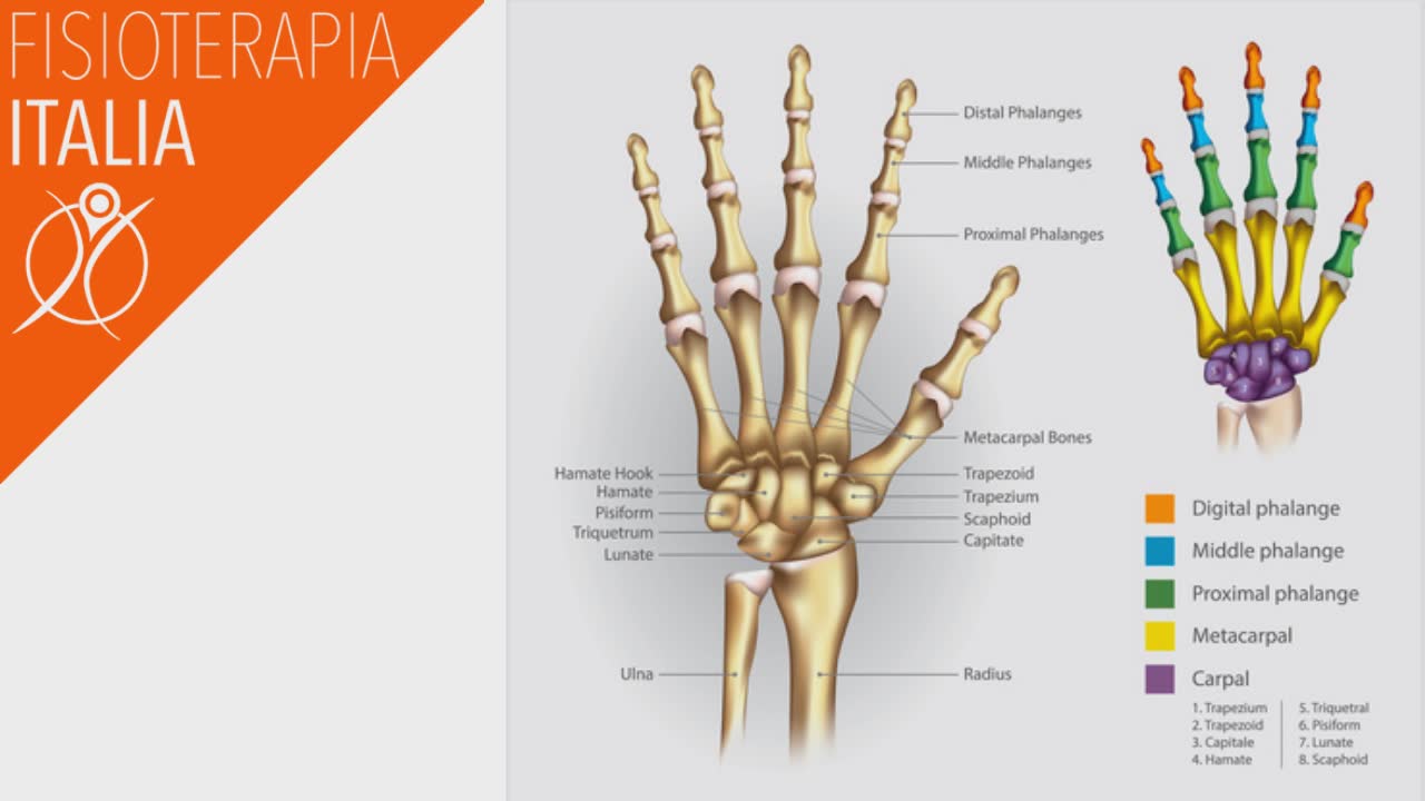 anatomia del polso