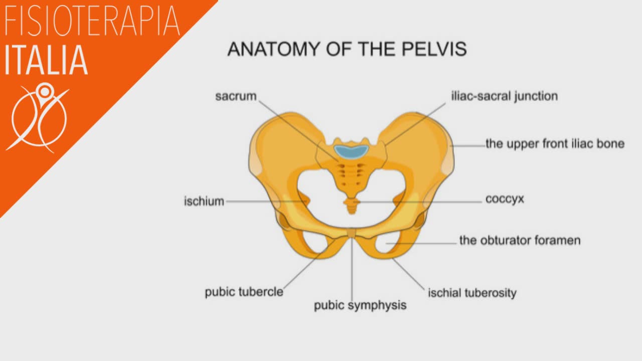anatomia del sacro