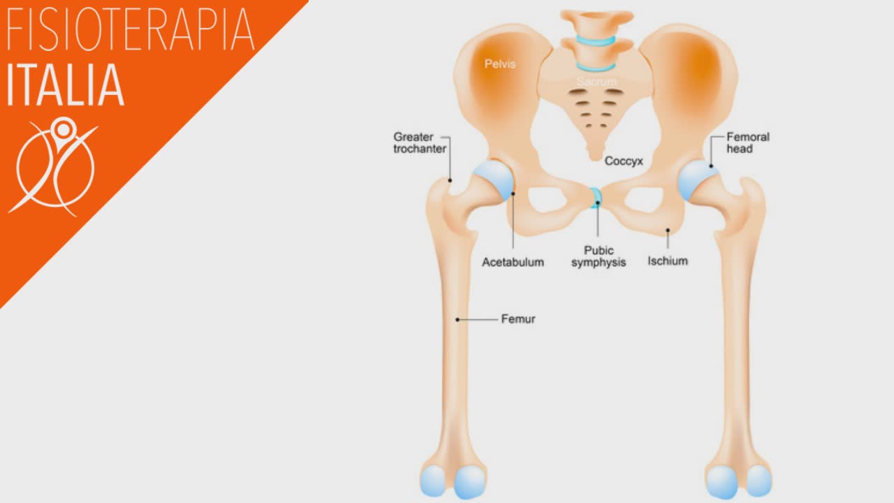 anatomia dell'anca