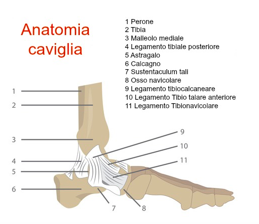 anatomia della caviglia 