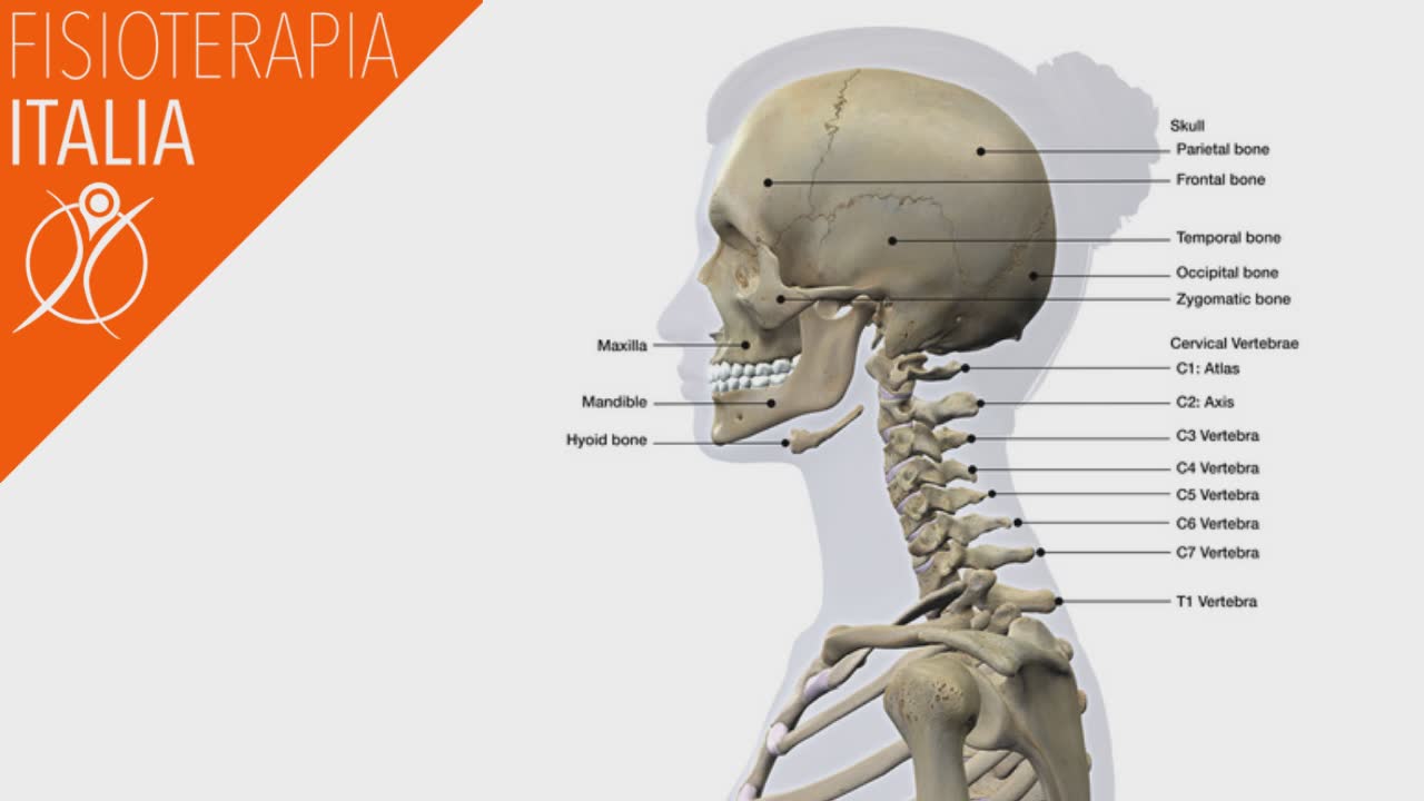 anatomia della cervicale e la sua fisiologia normale