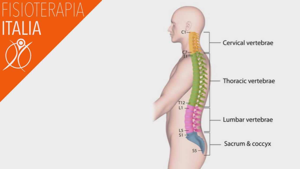anatomia della colonna ernia