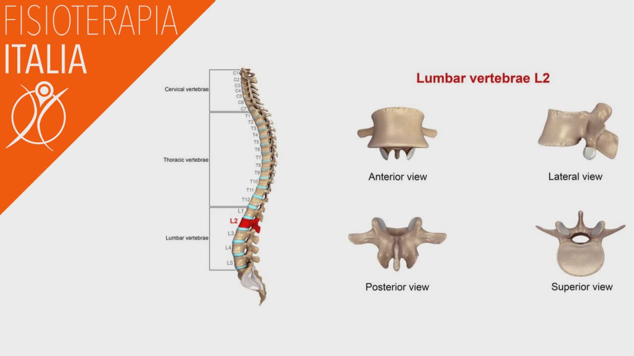 anatomia della colonna lombare