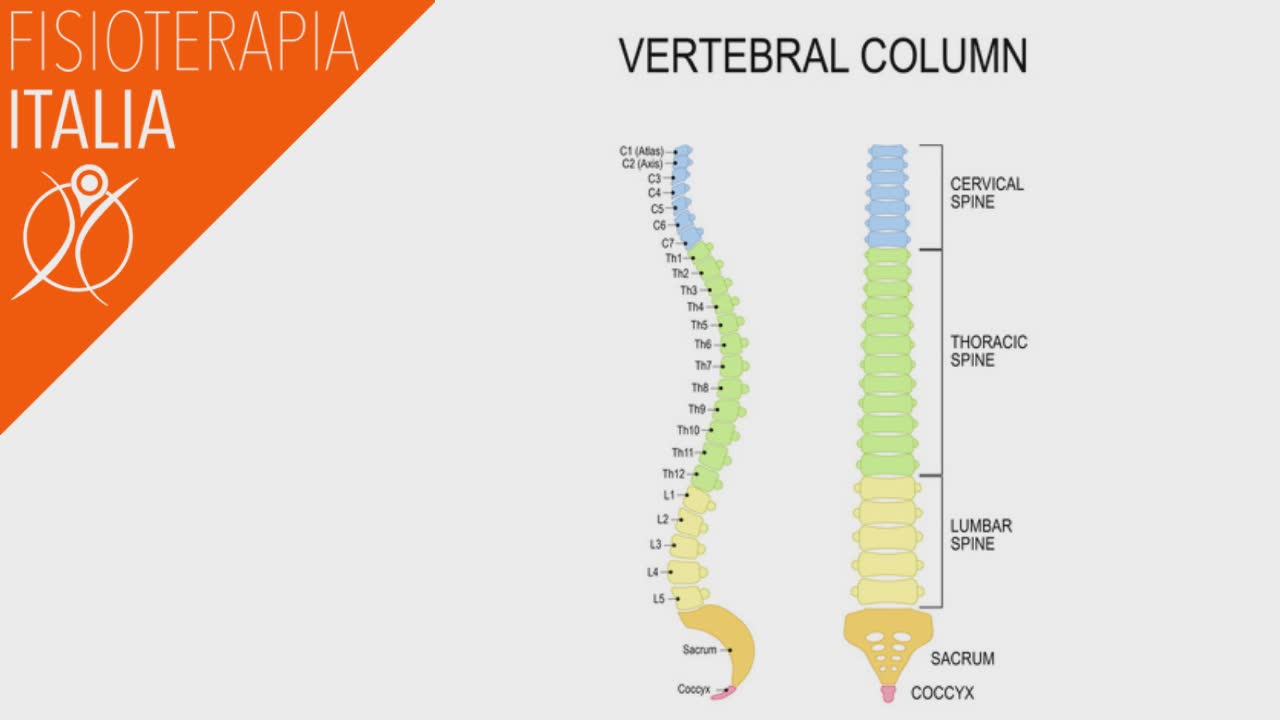 anatomia della colonna