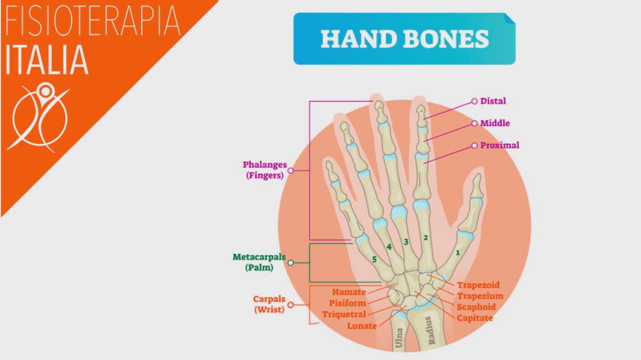 anatomia della mano