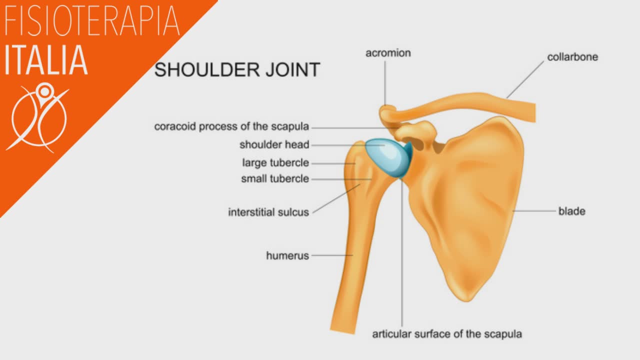 anatomia della spalla