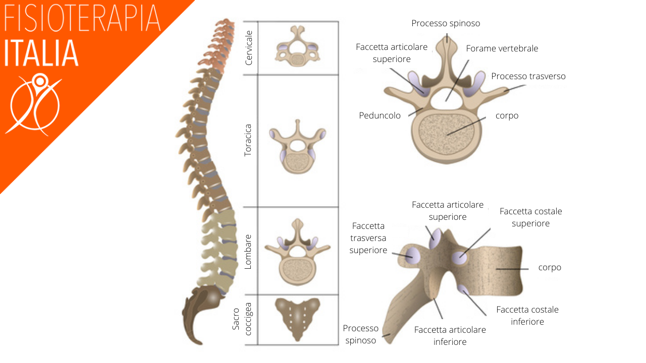anatomia e fisiologia della schiena