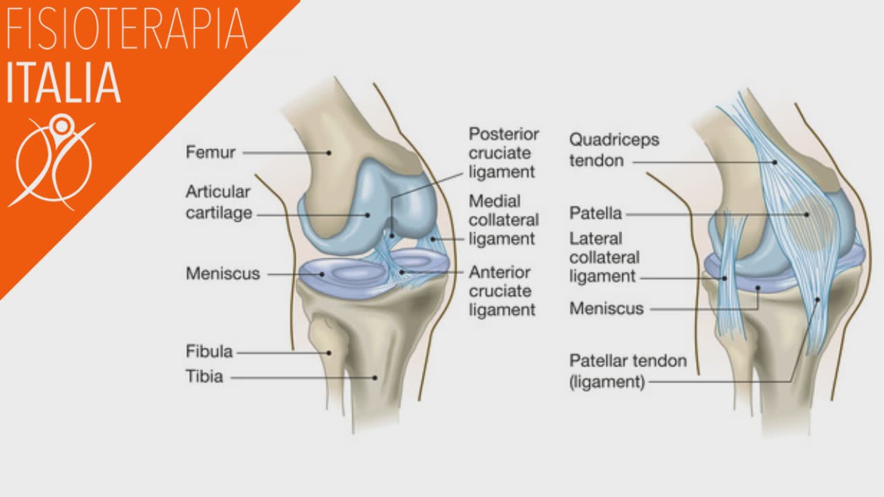 anatomia ginocchio sano