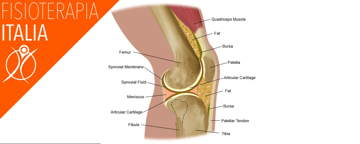 anatomia ginocchio
