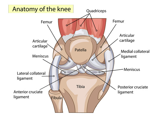 anatomia ginocchio