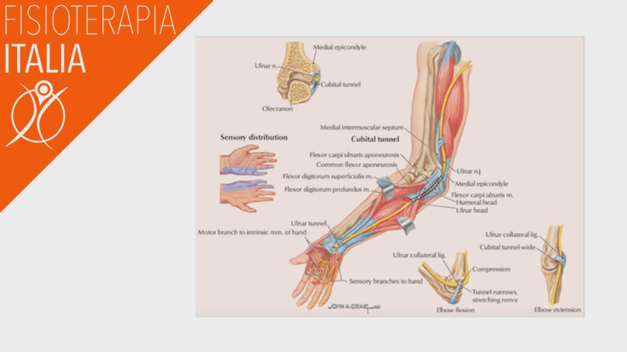 anatomia gomito e nervi ulnari