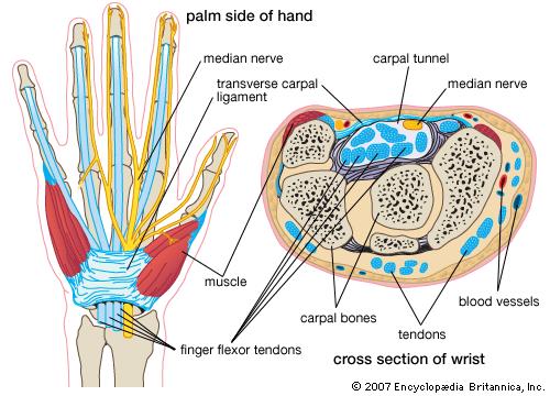 anatomia del polso