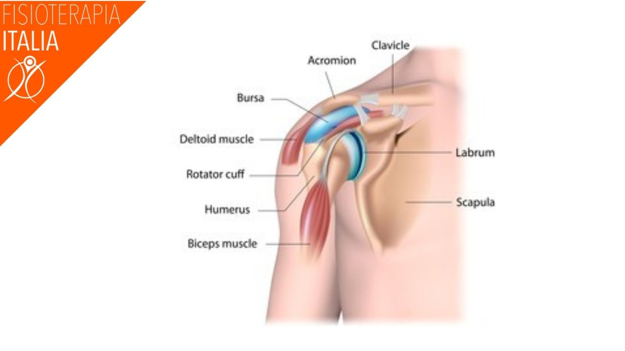 anatomia spalla