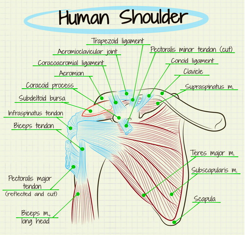 anatomia spalla